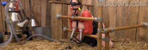 HuCow 38 starring in Sybian and goat milker - HuCows (FullHD 1080p)